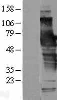 ls029970 schip1 human over expression lysates nm 014575 wb testing 2