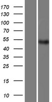 PACSIN1 Human Over-expression Lysates NM_020804