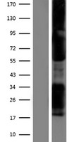 ls030009 tbx21 human over expression lysates nm 013351 wb testing 1
