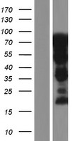 SH3KBP1 Human Over-expression Lysates NM_031892