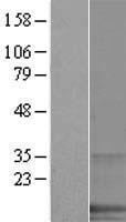 ls030014 spanxa1 human over expression lysates nm 013453 wb testing 1