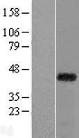 RAX Human Over-expression Lysates NM_013435