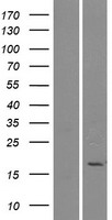 ls030814 pla2g2e human over expression lysates nm 014589 wb testing 1