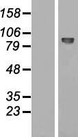 EMR2 (ADGRE2) Human Over-expression Lysates NM_013447