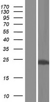 ls030819 kchip2 kcnip2 human over expression lysates nm 173197 wb testing 4