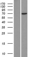 ls030832 znf354c human over expression lysates nm 014594 wb testing 1