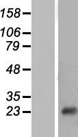 NT5C Human Over-expression Lysates NM_014595