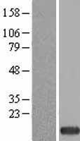 ls030834 polr1h human over expression lysates nm 170783 wb testing 1