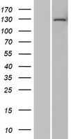 ls030836 tdif2 dnttip2 human over expression lysates nm 014597 wb testing 1