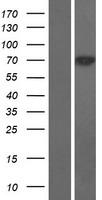 SOCS7 Human Over-expression Lysates NM_014598