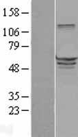 EHD3 Human Over-expression Lysates NM_014600