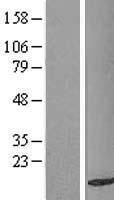 TAX1BP3 Human Over-expression Lysates NM_014604