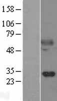Kallikrein 14 (KLK14) Human Over-expression Lysates NM_022046