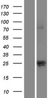 Kallikrein 12 (KLK12) Human Over-expression Lysates NM_145894