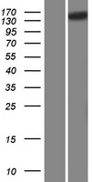 SCAPER Human Over-expression Lysates NM_020843