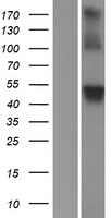 ls049856 wdr8 wrap73 human over expression lysates nm 017818 wb testing 1