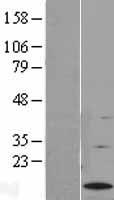 ls050486 g0s2 human over expression lysates nm 015714 wb testing 1
