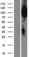 ls050613 ubqln3 human over expression lysates nm 017481 wb testing 1