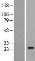 ls050614 galnt9 human over expression lysates nm 021808 wb testing 1