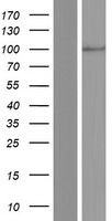 ATP6V0A4 Human Over-expression Lysates NM_020632