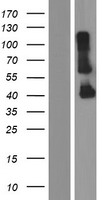 CYHR1 Human Over-expression Lysates NM_138496