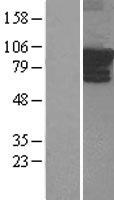 ls050649 arhgef4 human over expression lysates nm 015320 wb testing 1