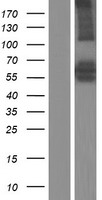 ls050650 arhgef3 human over expression lysates nm 001128616 wb testing 1