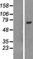 ls050650 arhgef3 human over expression lysates nm 019555 wb testing 2
