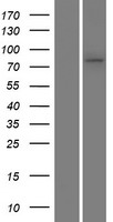 SLC45A1 Human Over-expression Lysates NM_001080397