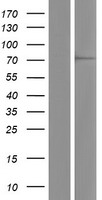 WDR42A (DCAF8) Human Over-expression Lysates NM_015726