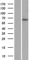 Myelin expression factor 2 (MYEF2) Human Over-expression Lysates NM_016132
