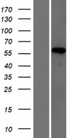 ls050809 hp1bp3 human over expression lysates nm 016287 wb testing 1