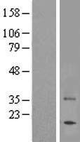 ls050837 tas2r7 human over expression lysates nm 023919 wb testing 1
