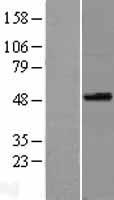 SPOCK3 Human Over-expression Lysates NM_001040159