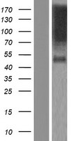 HNT (NTM) Human Over-expression Lysates NM_001144058