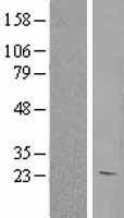 HEBP1 Human Over-expression Lysates NM_015987