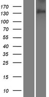 ls050937 cdon human over expression lysates nm 016952 wb testing 1