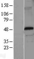 FOXP3 Human Over-expression Lysates NM_014009