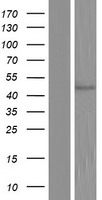 COQ6 Human Over-expression Lysates NM_182480