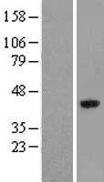 ls051008 ascc1 human over expression lysates nm 015947 wb testing 2