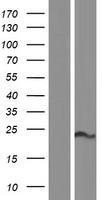 ls051012 slmo2 prelid3b human over expression lysates nm 016045 wb testing 1