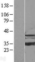ls051015 isochorismatase domain containing protein 1 isoc1 human over expression lysates nm 016048 wb testing 1