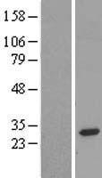 ls051016 emc9 human over expression lysates nm 016049 wb testing 1