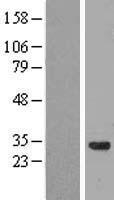 ls051019 ccdc53 washc3 human over expression lysates nm 016053 wb testing 1