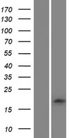 Glutaredoxin 2 (GLRX2) Human Over-expression Lysates NM_016066