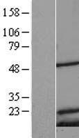 MRPS18C Human Over-expression Lysates NM_016067