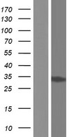 GLOD4 Human Over-expression Lysates NM_016080