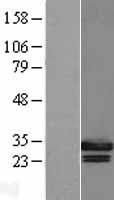ls051053 geminin gmnn human over expression lysates nm 015895 wb testing 1