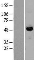 LAP3 Human Over-expression Lysates NM_015907