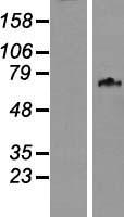 ls051057 wdpcp human over expression lysates nm 001042692 wb testing 1